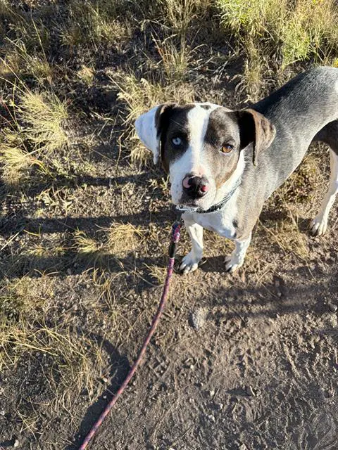 Bella image 1