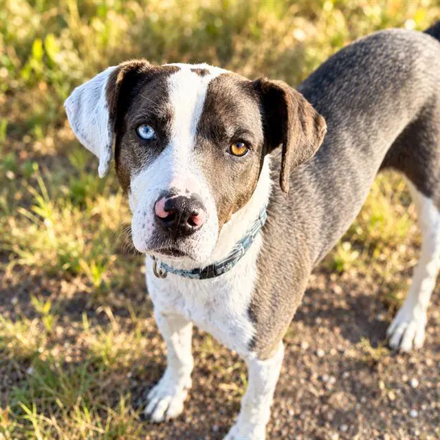 Bella - Catahoula Leopard Dog