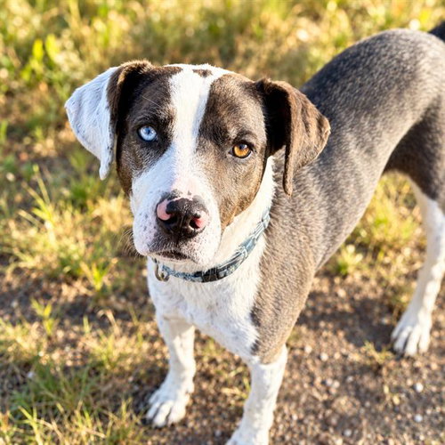 Bella, Catahoula Leopard Dog / Mixed (medium coat)