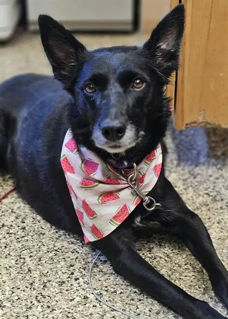 Mona - Border Collie