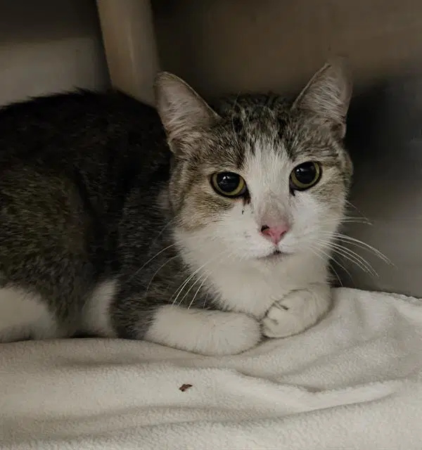 Cady - Domestic Short Hair