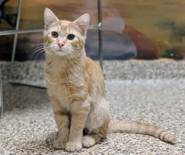 Carthage - Domestic Short Hair