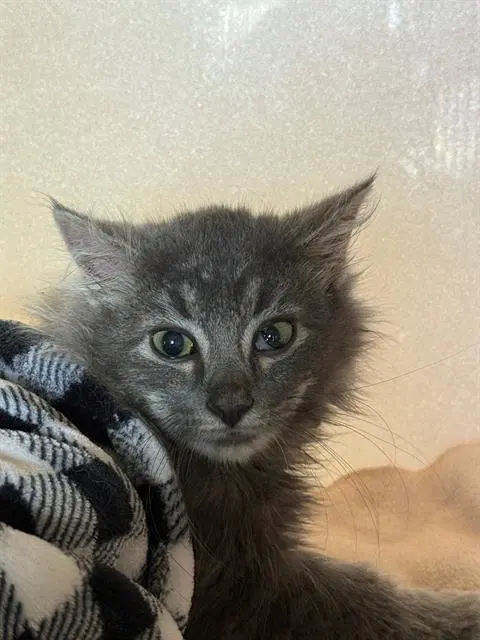 Emory - Domestic Medium Hair