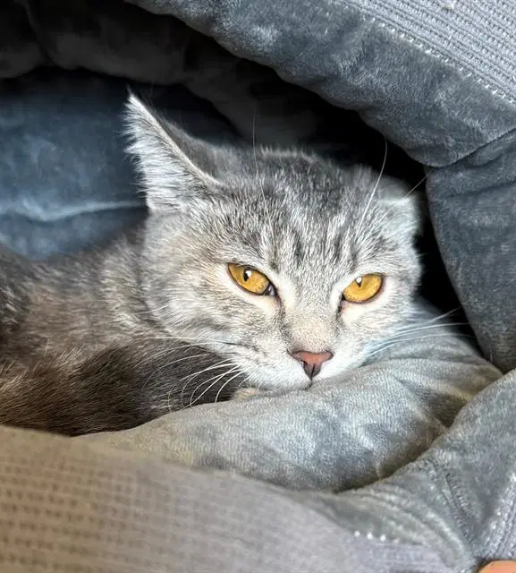 Sage - Domestic Short Hair