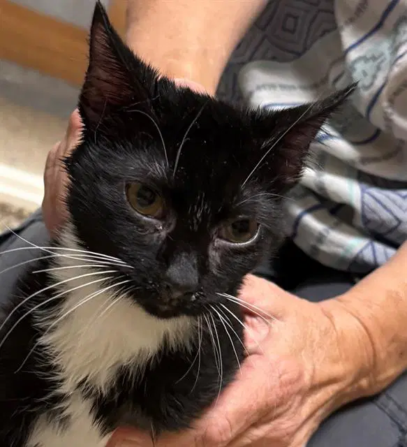 Ruby - Domestic Short Hair