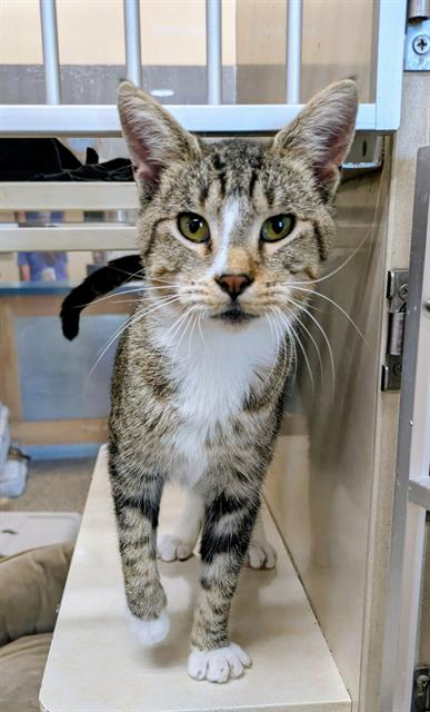 Cleo, Domestic Short Hair