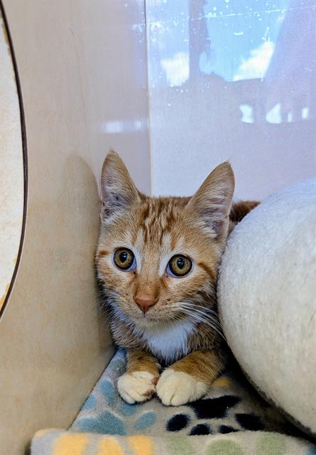 Opie, Domestic Short Hair