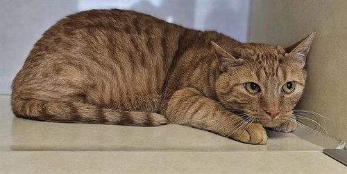 Olaf, Domestic Short Hair (medium coat)