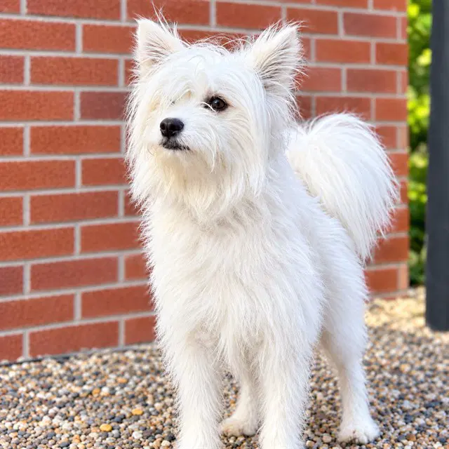 Copito - West Highland White Terrier Westie