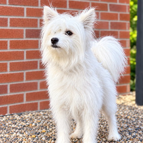 Copito, West Highland White Terrier Westie (medium coat)