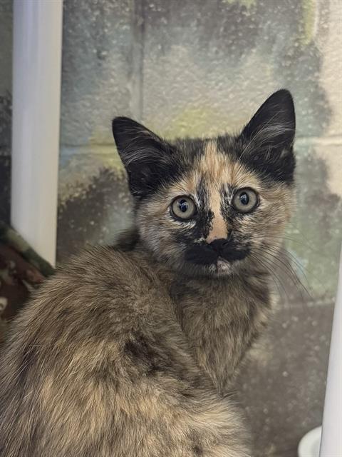 Minnie, Domestic Short Hair