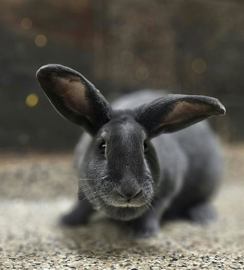 Thunder, Shorthaired Rabbit / Mixed (medium coat)