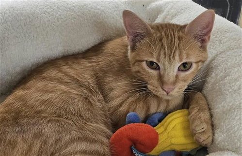 Hamilton, Domestic Short Hair (medium coat)