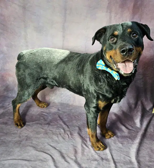 Mack - Rottweiler