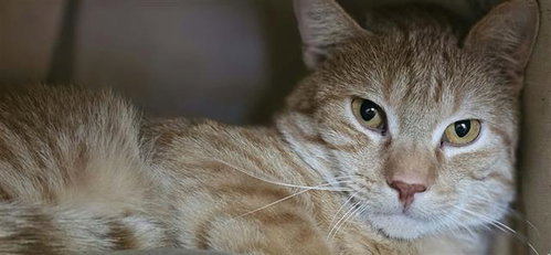Cheddar, Domestic Short Hair (medium coat)