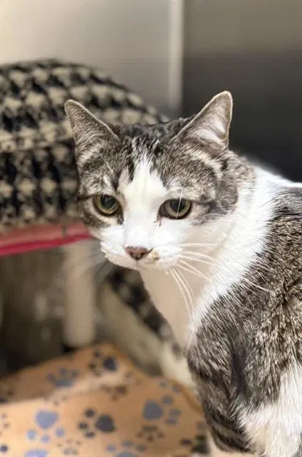 Bebe - Domestic Short Hair