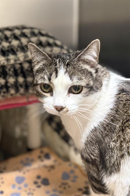Bebe, Domestic Short Hair (medium coat)
