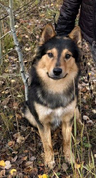 Maverick, Australian Shepherd / Shetland Sheepdog Sheltie / Mixed (medium coat)
