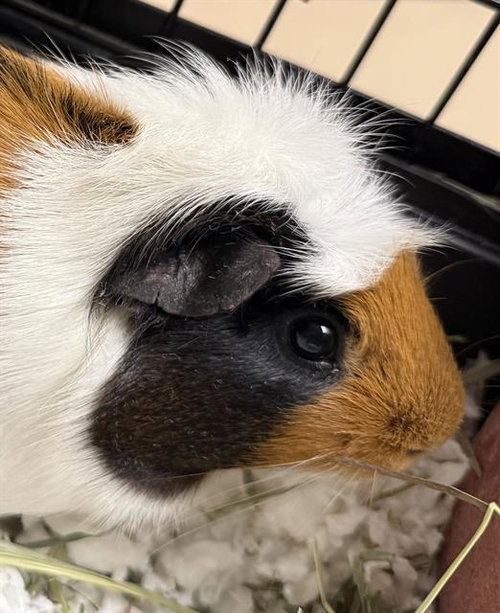 Mary Kate, Guinea Pig (medium coat)