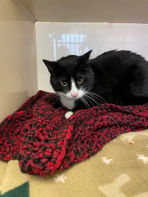 Syril - Domestic Short Hair