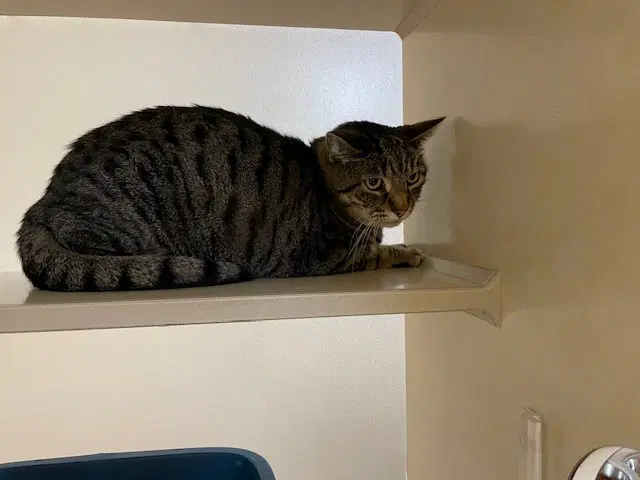 Archer - Domestic Short Hair