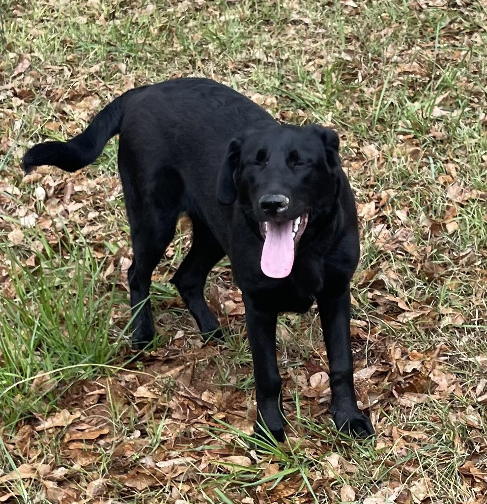 Dog for Adoption Sydney, a Black Labrador Retriever in Paulding County, GA Alpha Paw