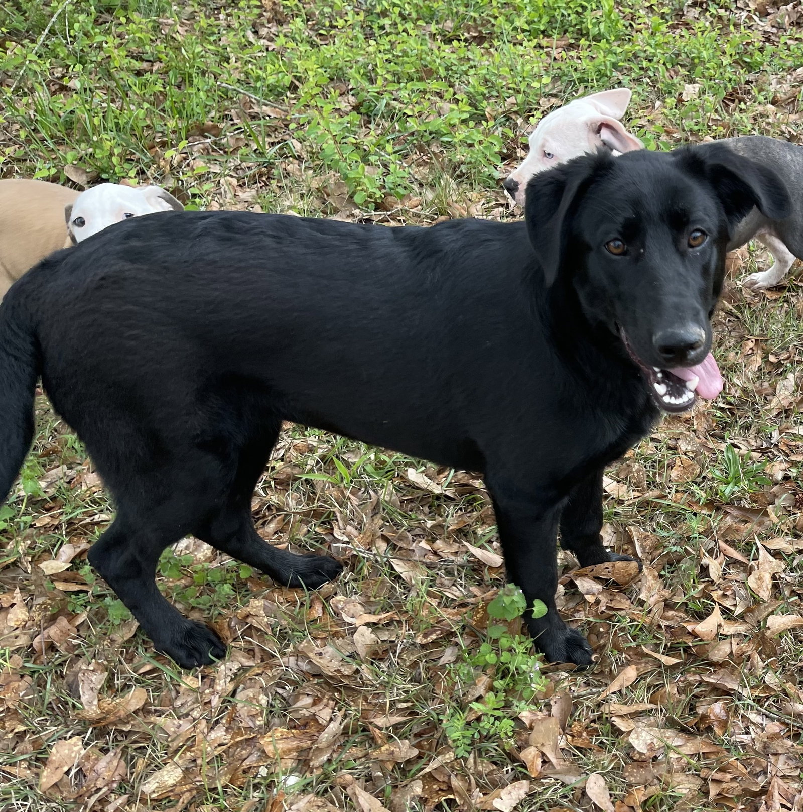 Dog for Adoption Sydney, a Black Labrador Retriever in Paulding County, GA Alpha Paw