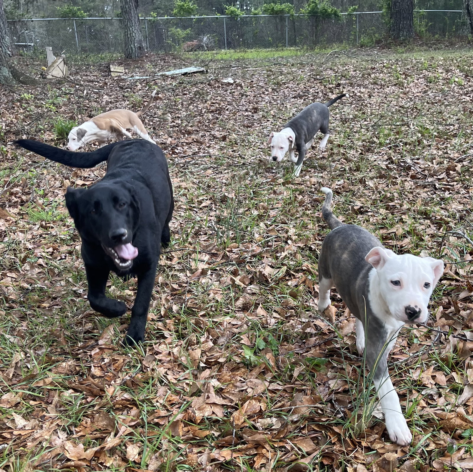 Dog for Adoption Sydney, a Black Labrador Retriever in Paulding County, GA Alpha Paw