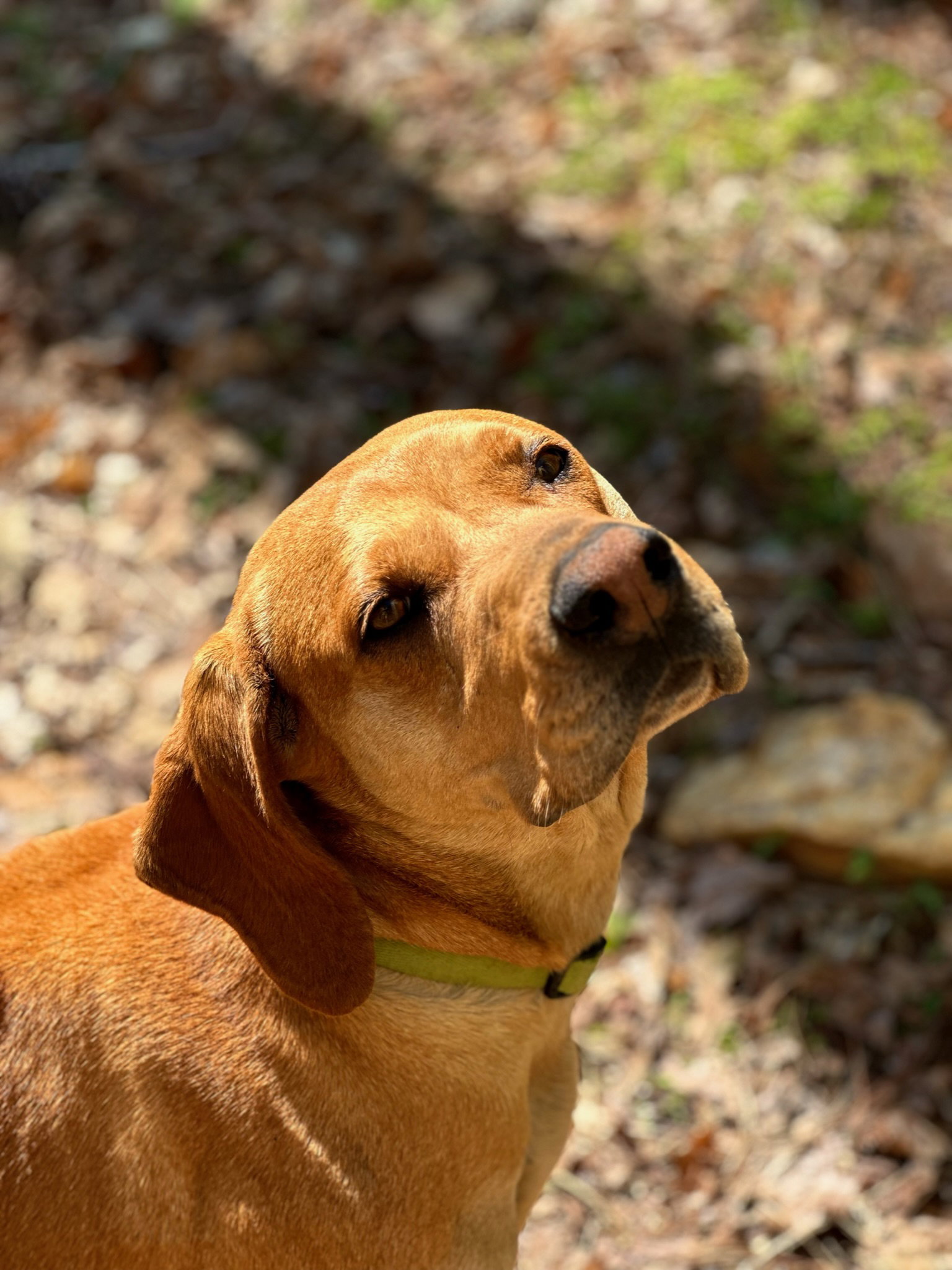 Dog for Adoption Kalispell, a Yellow Labrador Retriever in Cherokee County, GA Alpha Paw
