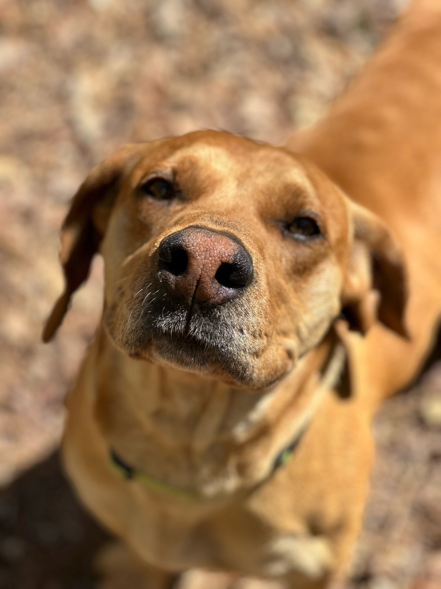 Dog for Adoption Kalispell, a Yellow Labrador Retriever in Cherokee County, GA Alpha Paw