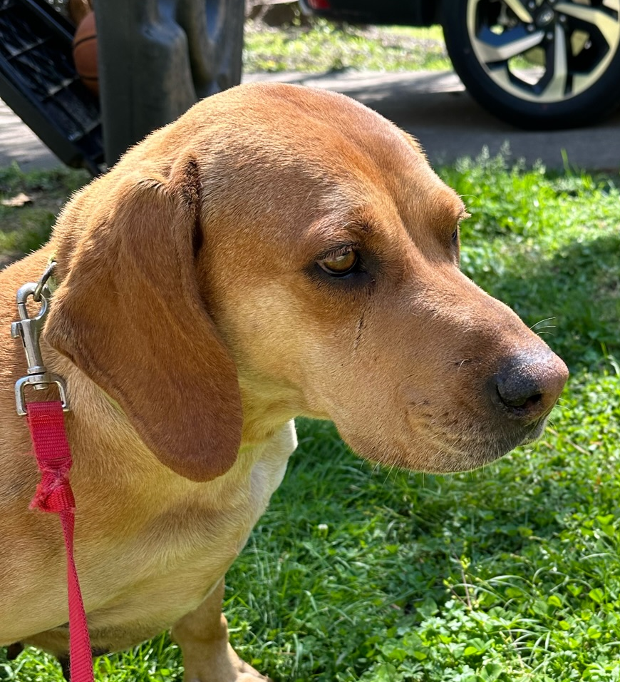 Dog for Adoption Kalispell, a Yellow Labrador Retriever in Cherokee County, GA Alpha Paw