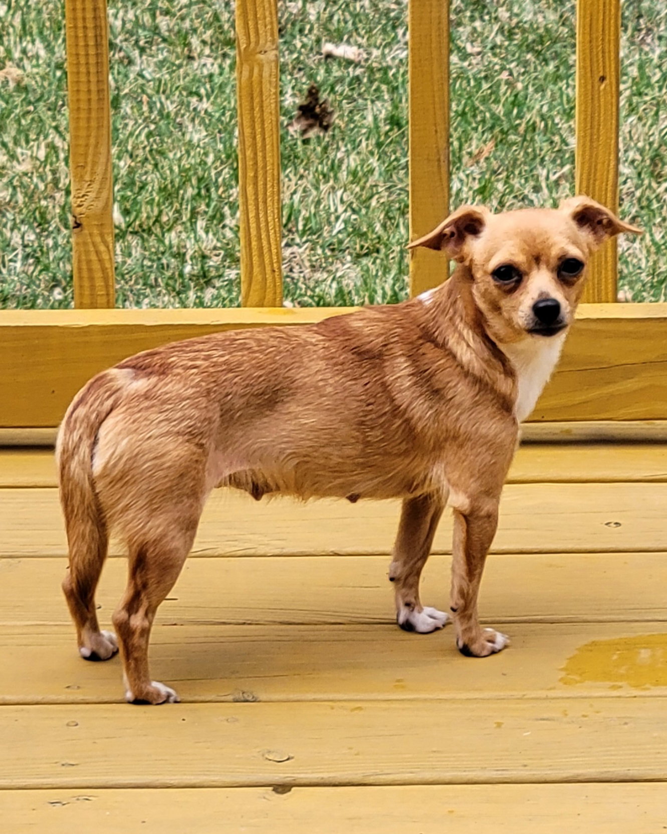 Dog for Adoption - Bella, a Chihuahua in Atlanta, GA | Alpha Paw