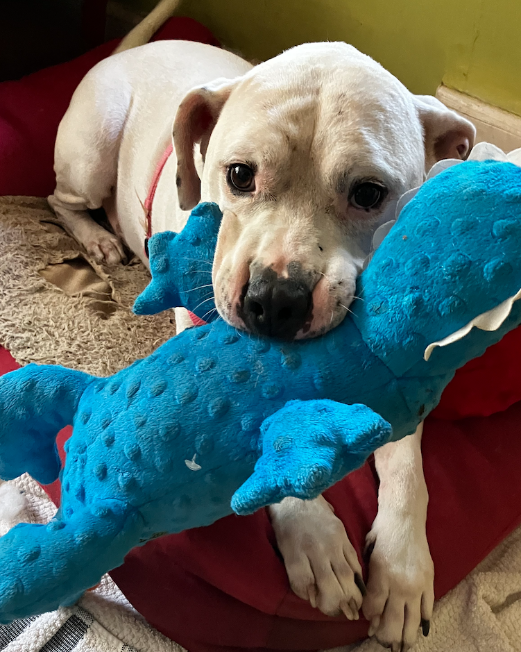 adoptable Dog in Atlanta, GA named Champ