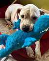 adoptable Dog in  named Champ