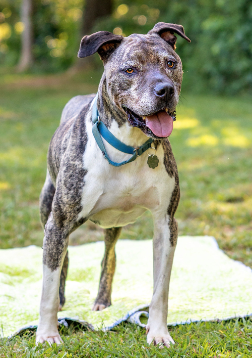 Hector *FOSTER NEEDED TOO!, an adoptable Staffordshire Bull Terrier in Atlanta, GA