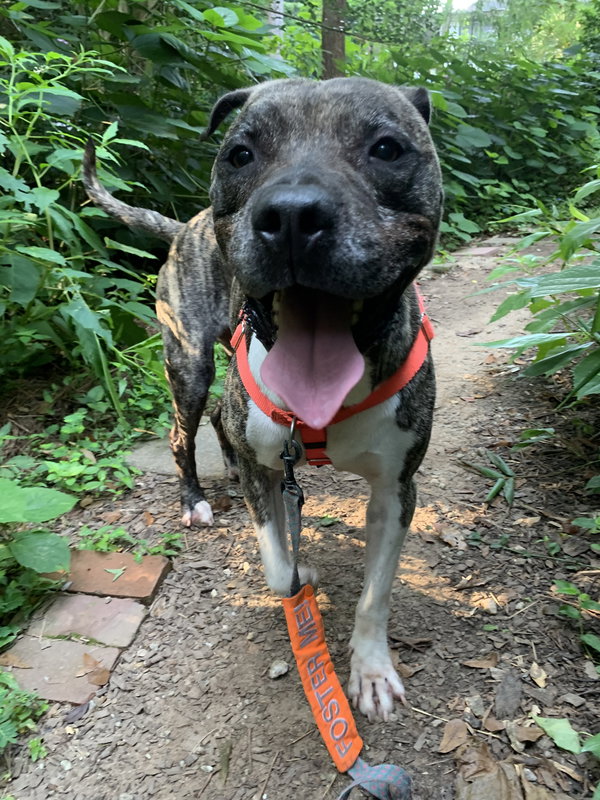 Hector *FOSTER NEEDED TOO!