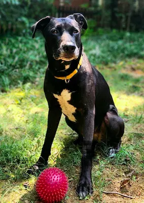 Sadie image 2