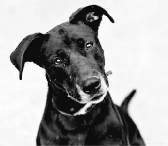 Sadie - Black Labrador Retriever