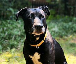 adoptable Dog in Atlanta, GA named Sadie