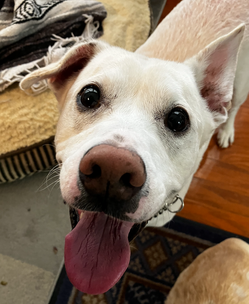 adoptable Dog in Atlanta, GA named Blu