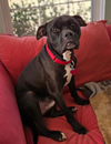 adoptable Dog in  named Dexter