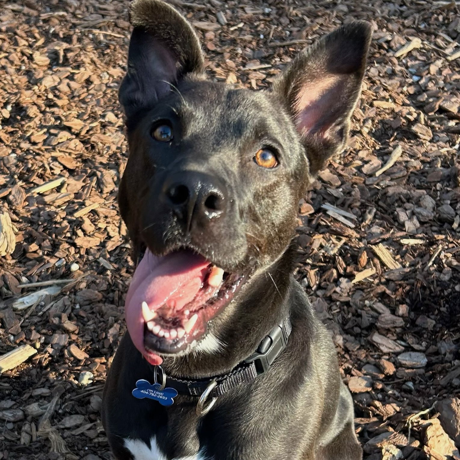 adoptable Dog in Decatur, GA named Mavi