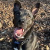 adoptable Dog in Decatur, GA named Mavi