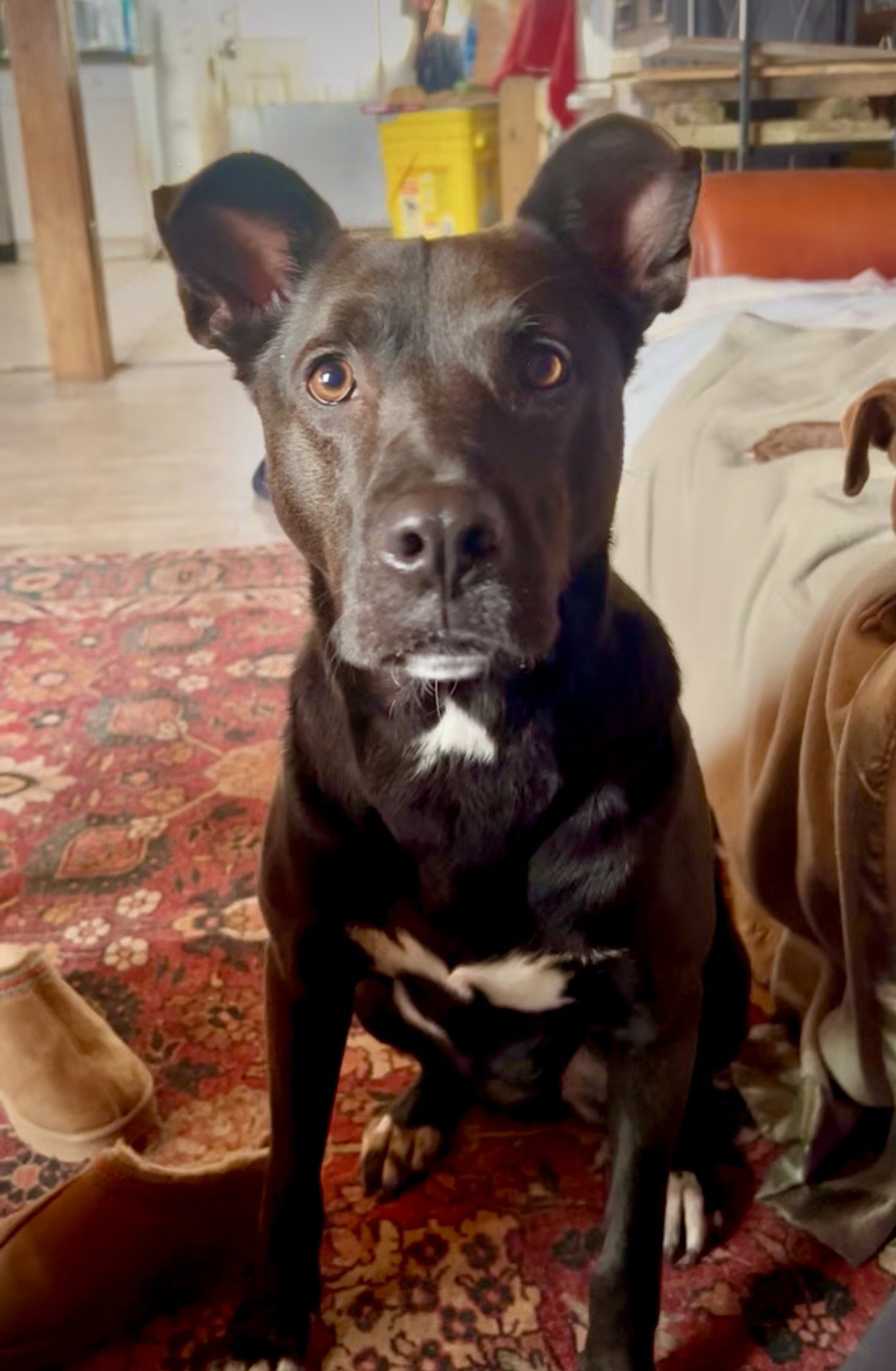 Mavi *FOSTER NEEDED TOO!