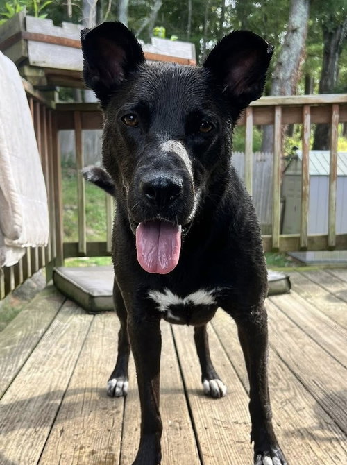 Mavi NEEDS FOSTER TOO photo 5