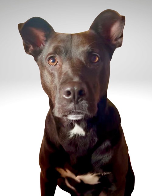 Mavi NEEDS FOSTER TOO photo 2