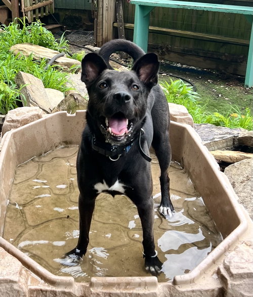 Mavi NEEDS FOSTER TOO