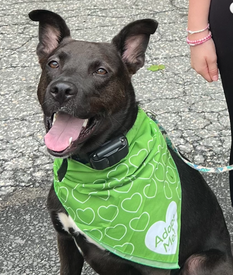 Mavi NEEDS FOSTER TOO photo 4