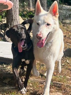 Mavi NEEDS FOSTER TOO photo 6