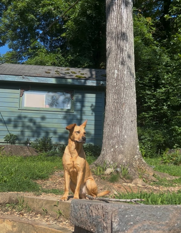 Piper